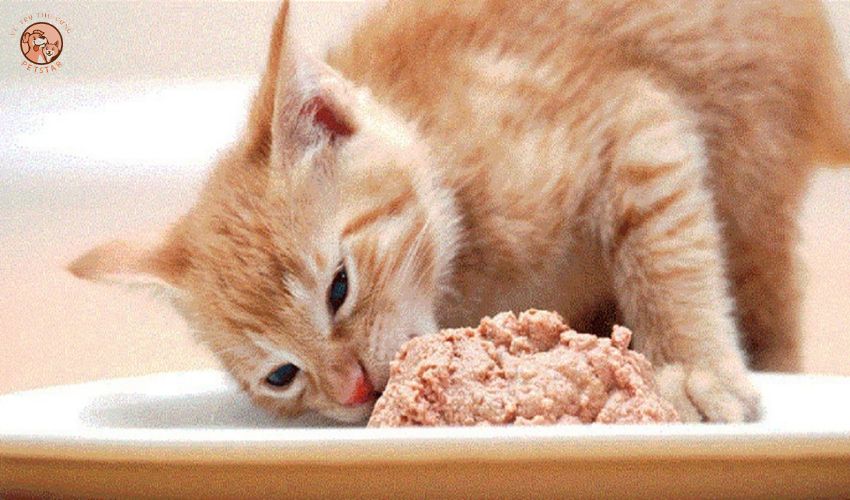 Đặc điểm dinh dưỡng của mèo con 1 tháng tuổi