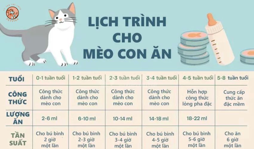 Lịch ăn và khẩu phần ăn cho mèo con 1 tháng tuổi